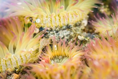 Aggregating anemone (Anthopleura elegantissima)